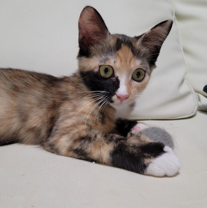 魔女ねこ　草間