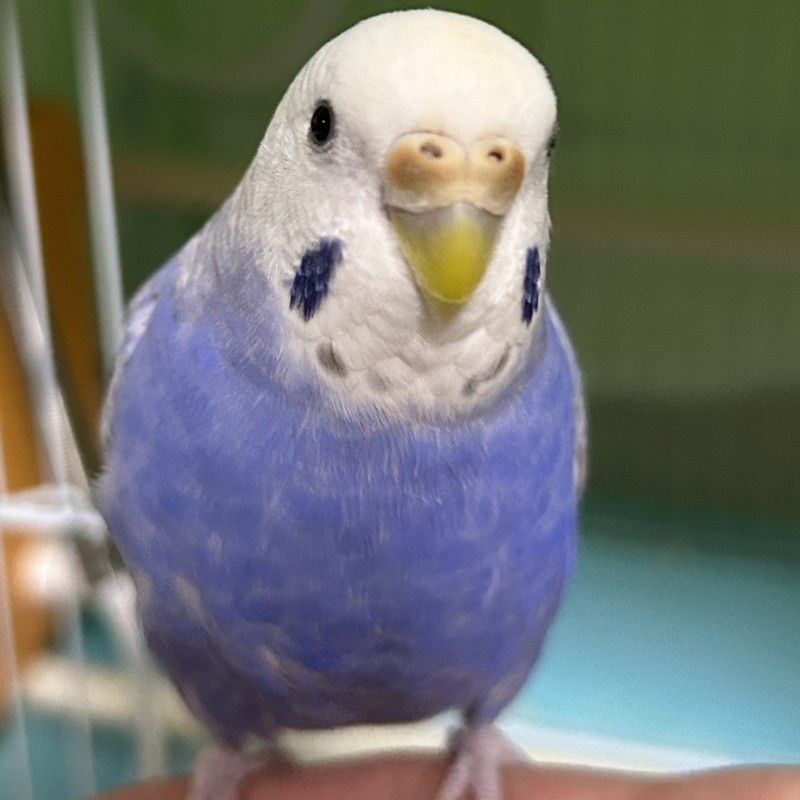 Rie