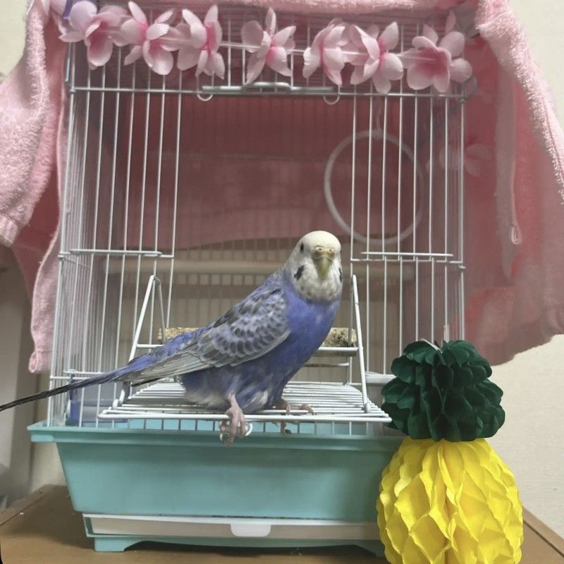 Rie