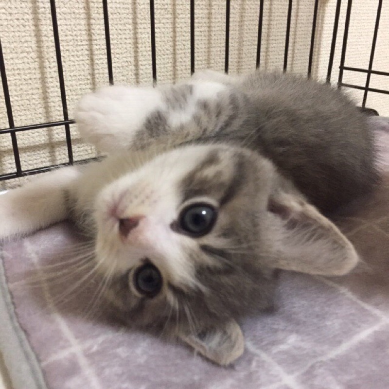 子猫のお店  アンジュ