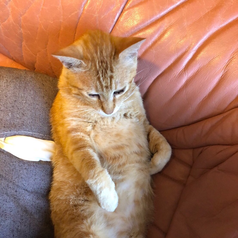 たいせい