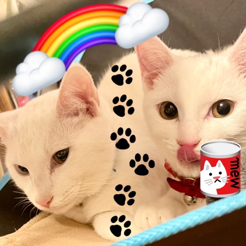 ねねここねねこ