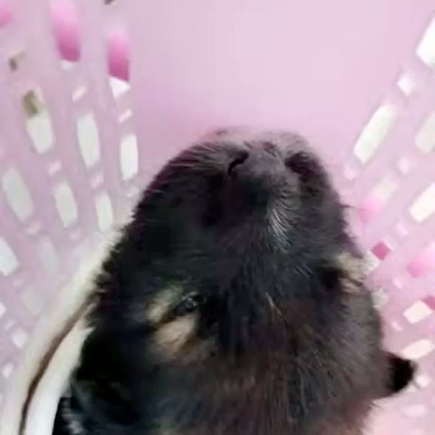 น้ำฝน อยู่เกษม  ชื่อเล่นข้าวฟ่าง