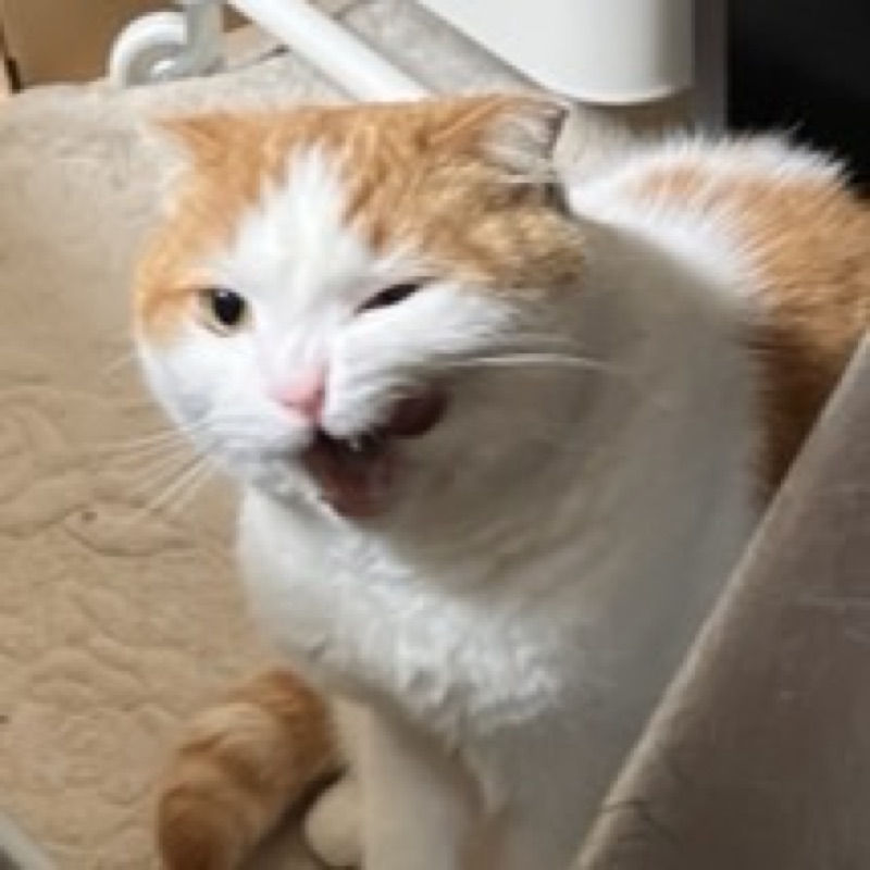 うめざわなみえ