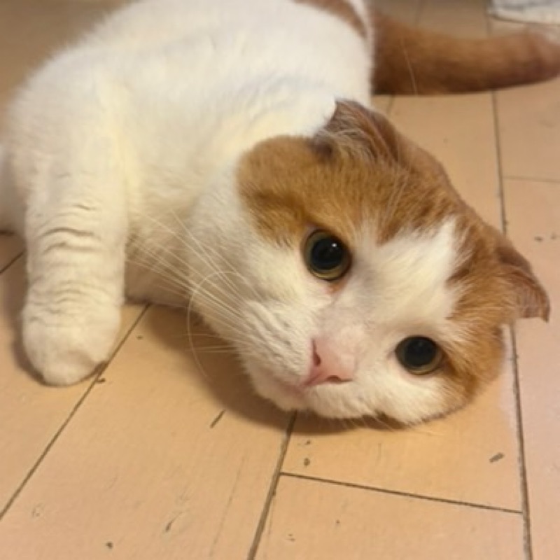 うめざわなみえ