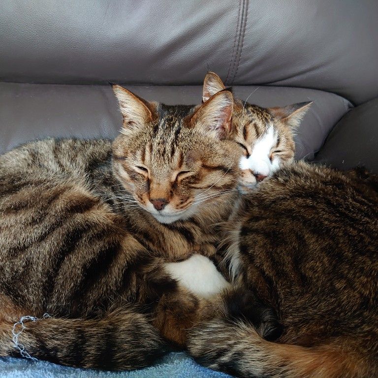 ひろみ（旬彩炉端 伸太）