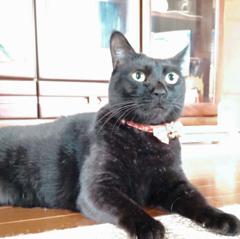 シャヴィニョル