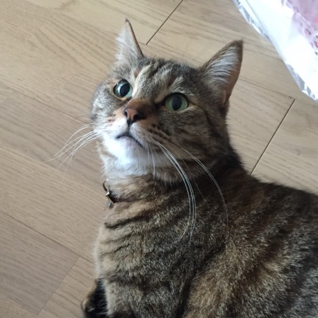 細田初美(岡部)