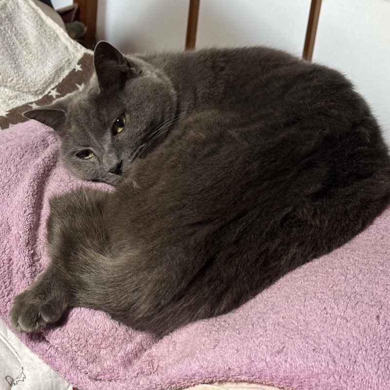 あけっち（明智）