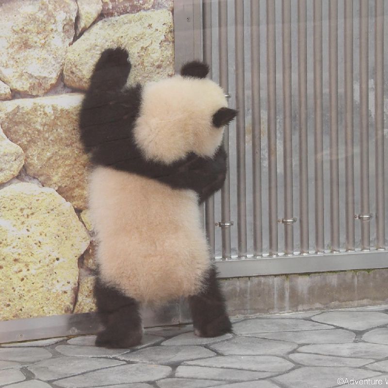 さとこ