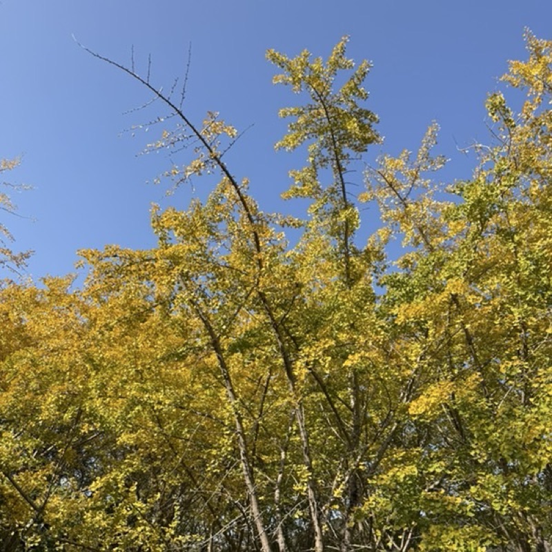 ないとう　こずえ