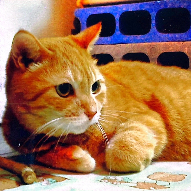 しらいしかずこ