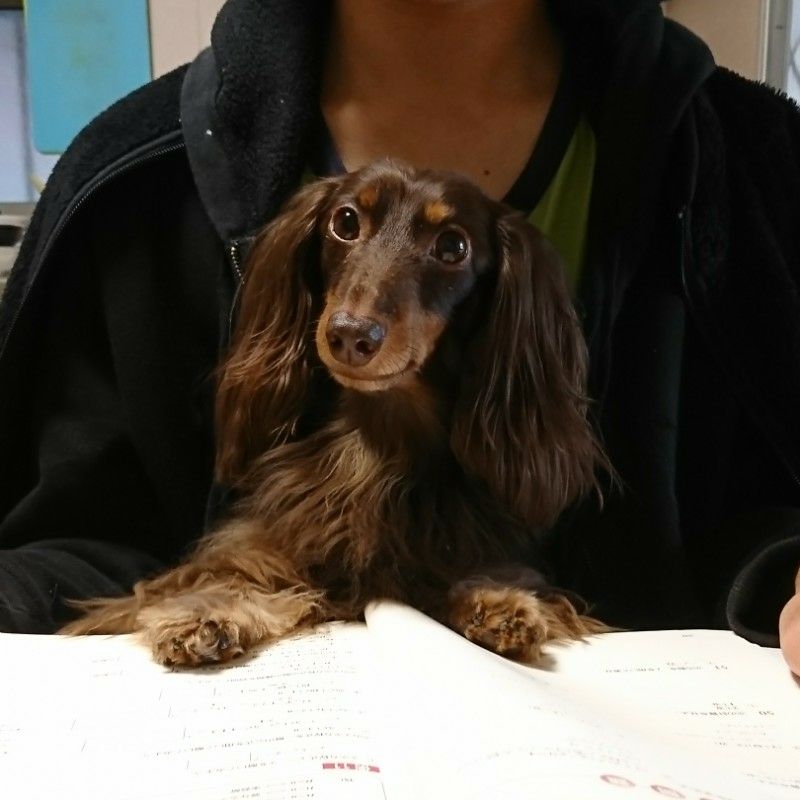 はしもとかよこ