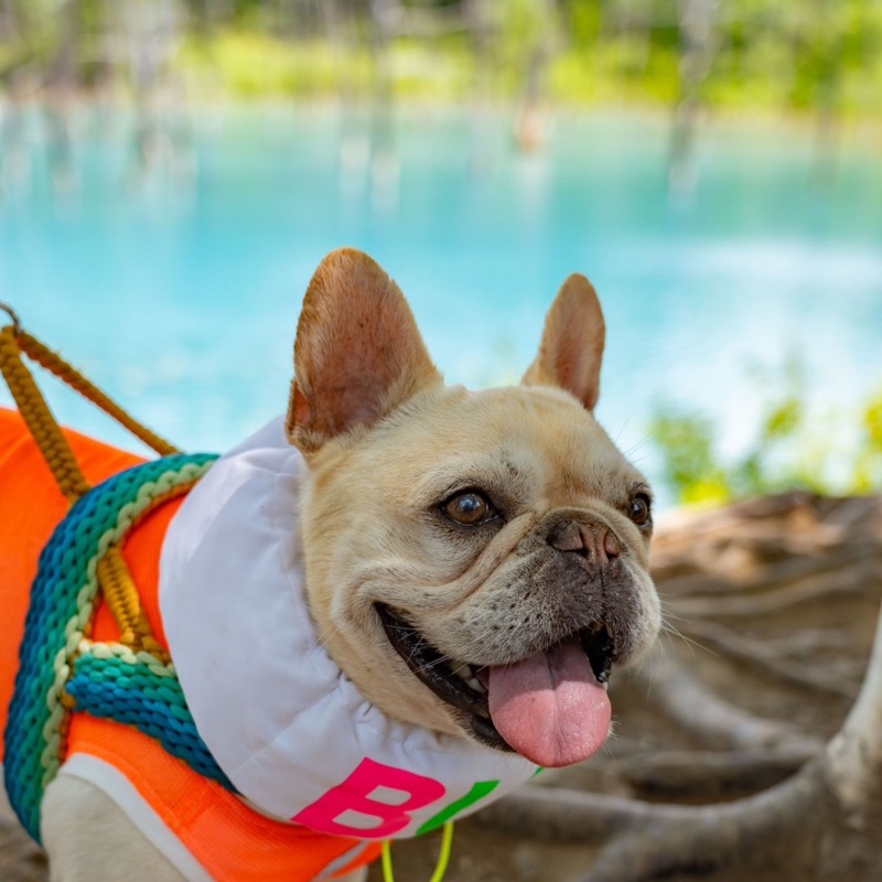 上野(矢野)敦子