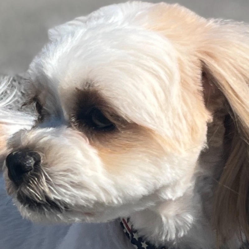 芳村直美　在宅ケアをもっとよくする市民の会