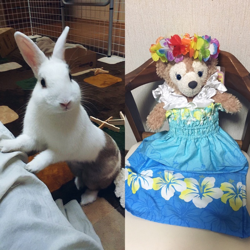 おとぎの国のジゼル