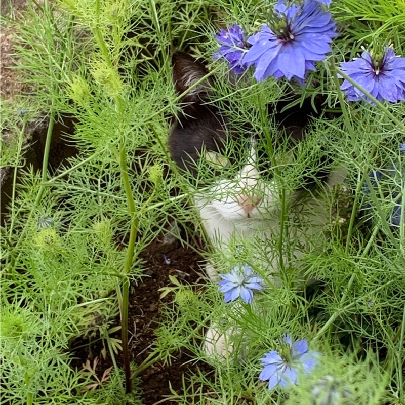 しんしん雪だるま