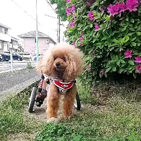ikuko