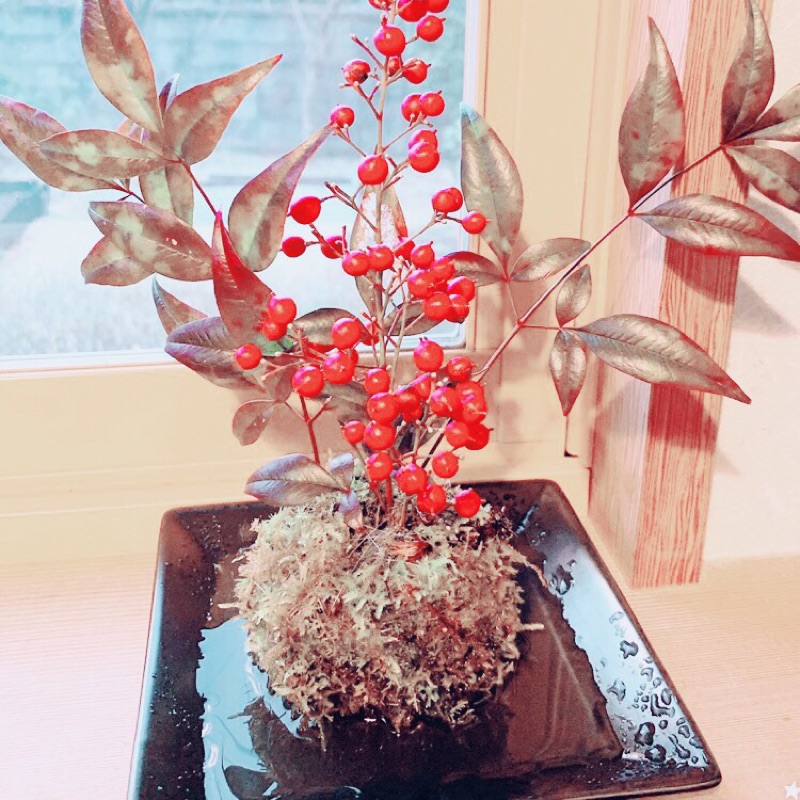 麻婆豆腐ぼうや