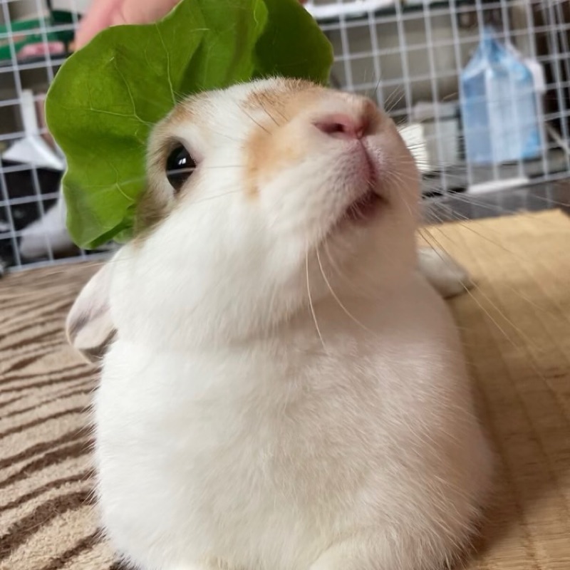 うさぎ®️