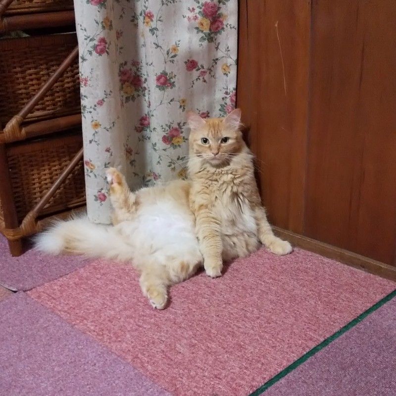 ゆきえ