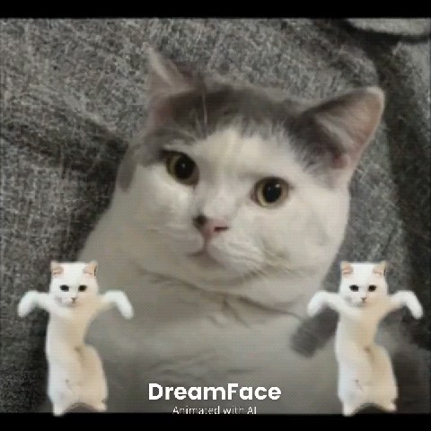 🐶🐱😸😽🙀😼😻😹😾🐹