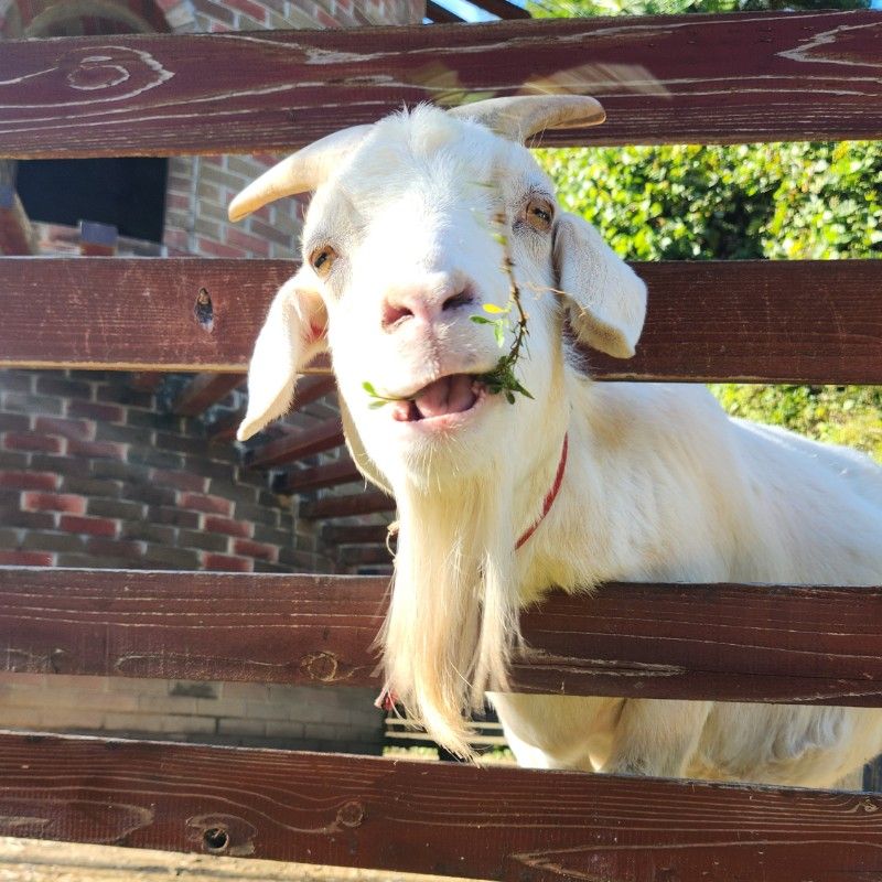 アマチュアmovie