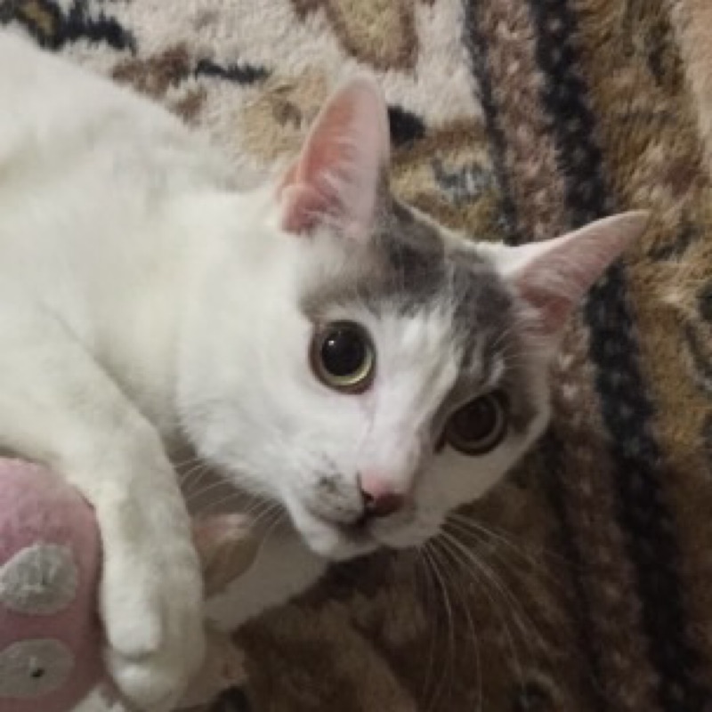 長谷川晶（じゃすみん）