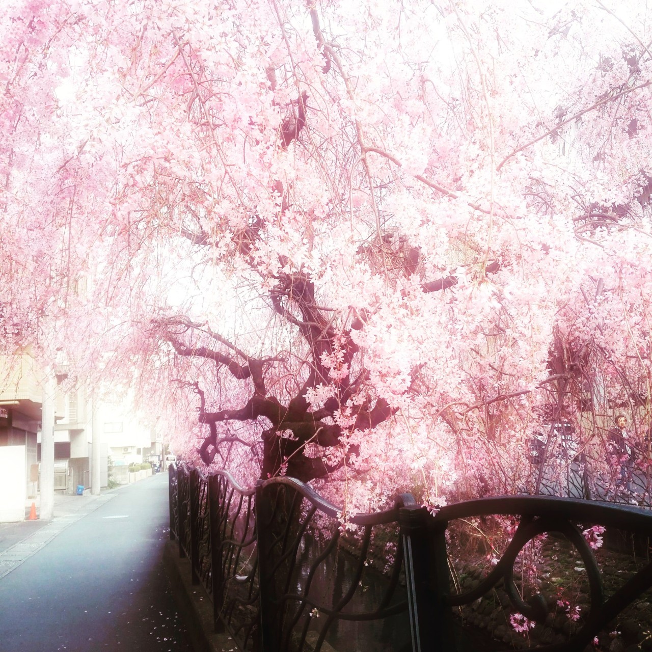 みみ　矢吹智子