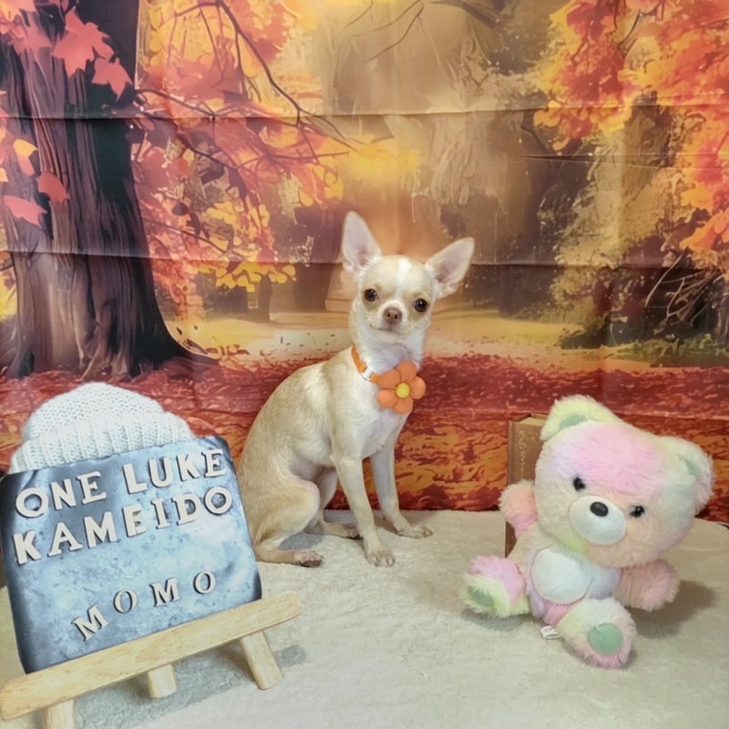 さとうじゅんいち