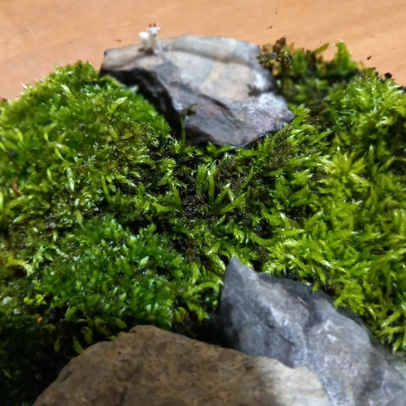 てらがわまゆみ