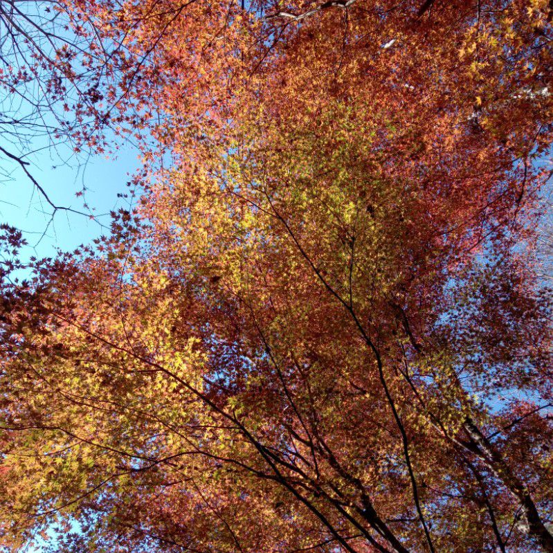 切り身ソフト、いい👍