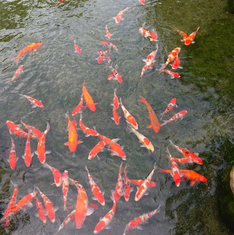 リンゴダイフク