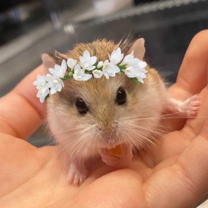 有限会社　加賀美塗装店