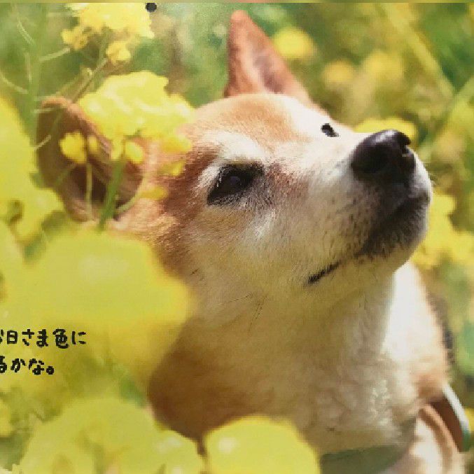 あいまつふとし