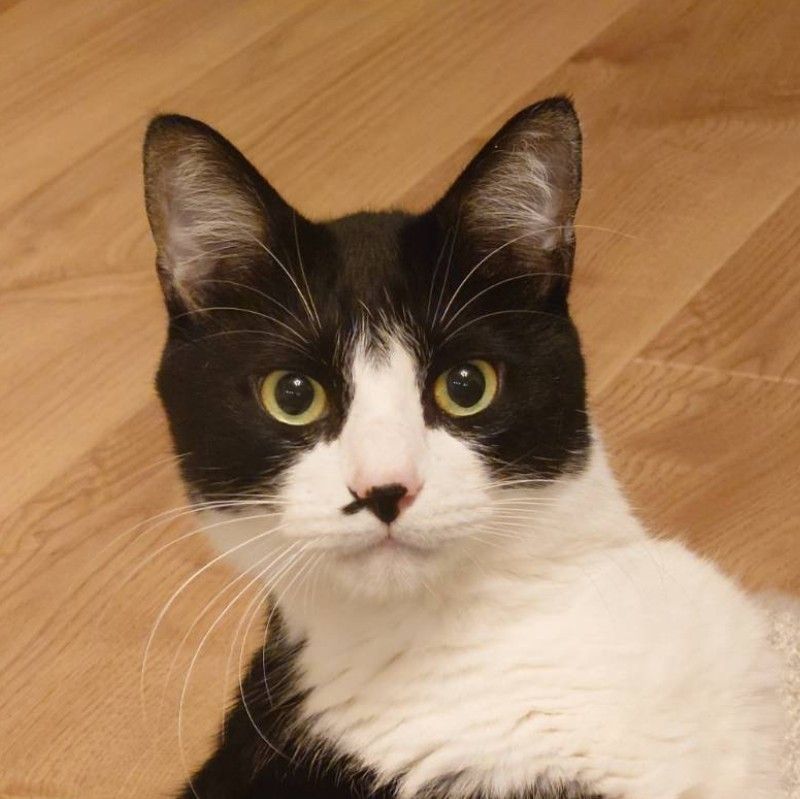 明太子なめたけ