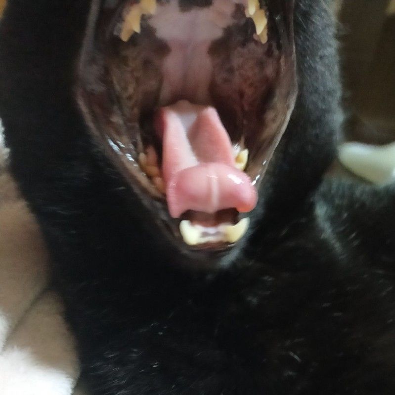 コーベのカワバタ