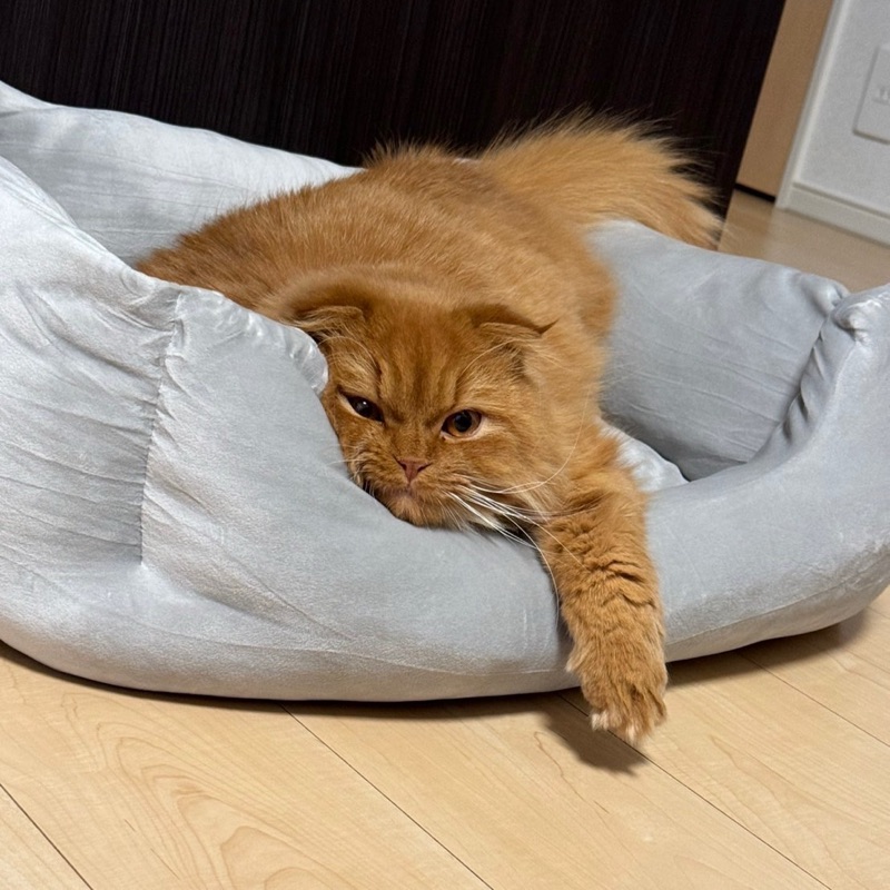 とらまる
