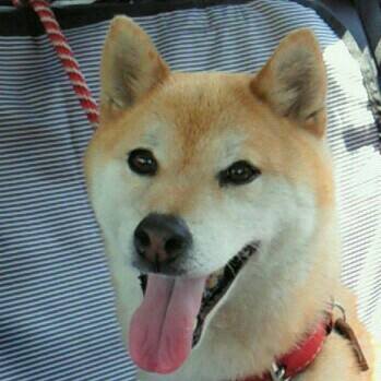 榊原由佳里(夏ちゃん)