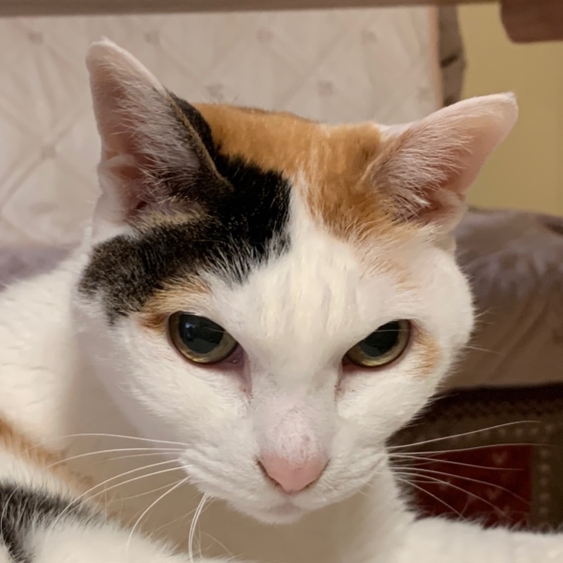 やましたかずこ