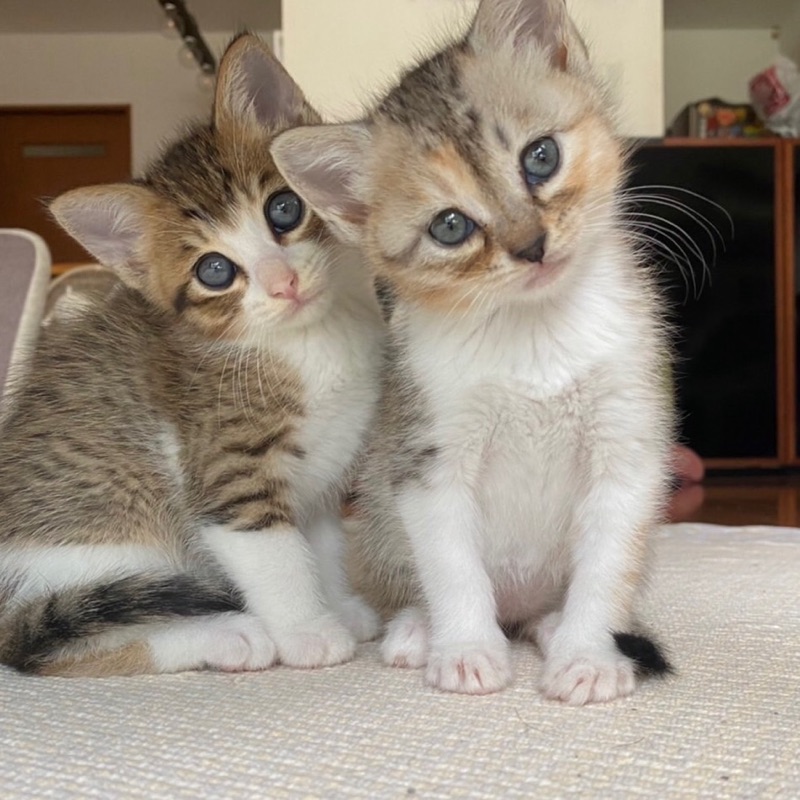 やっちゃん(やっこ)