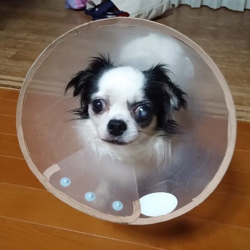 はなっち
