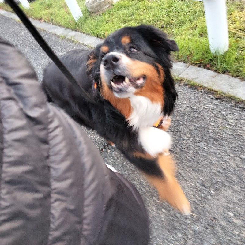 ピッとブル太郎