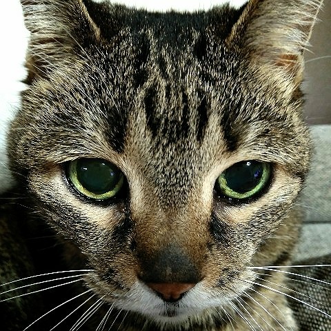 やまもと　ちえ