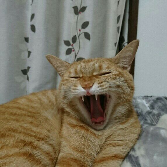 むぎちゃん