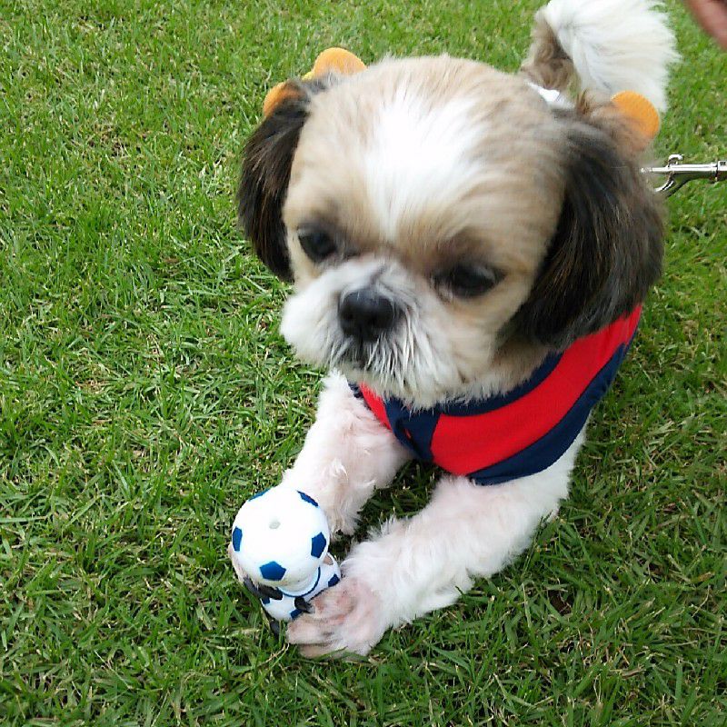 サウスポー英子