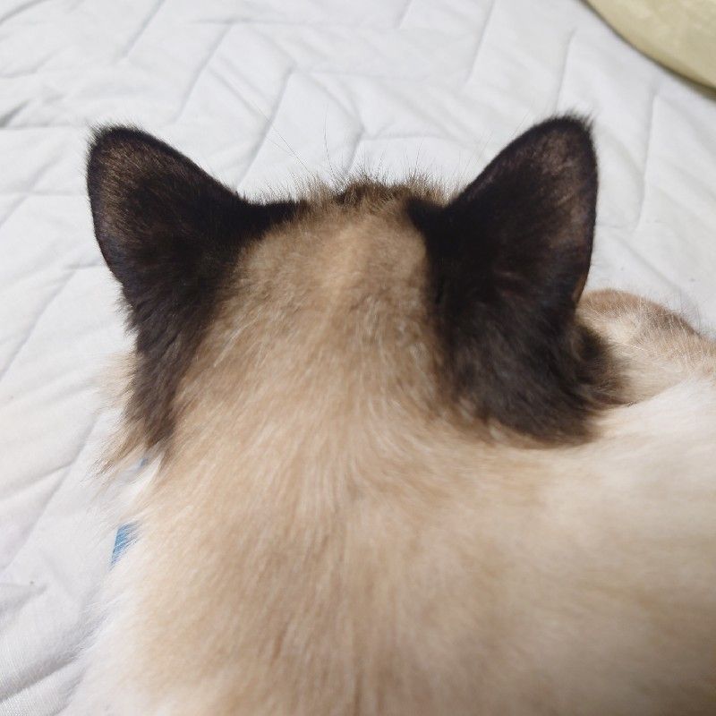 たかはし ちあき