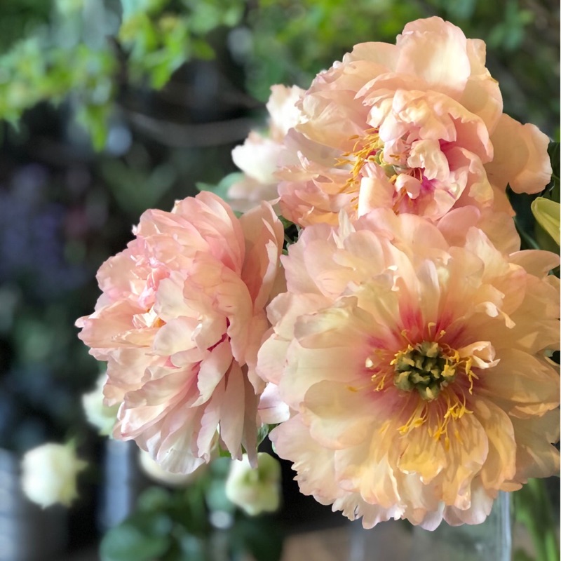 kayo(ヘリアントスガーデン)