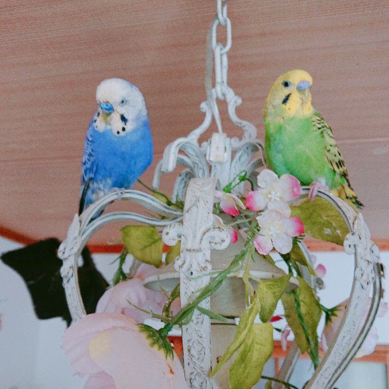 中塚敏子(森下とと)