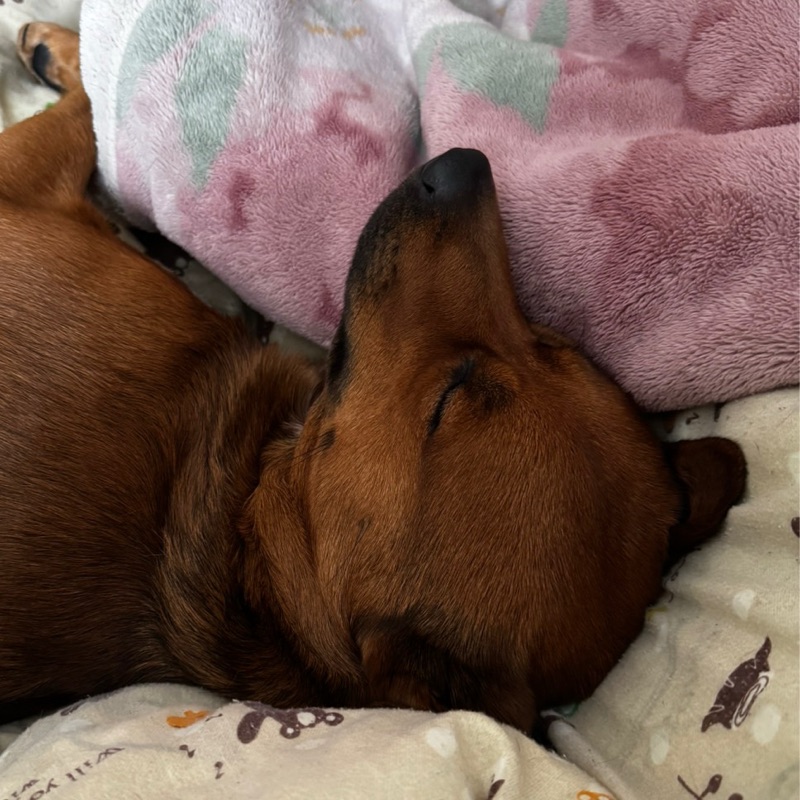 高佐 和明（昴✩.*˚）